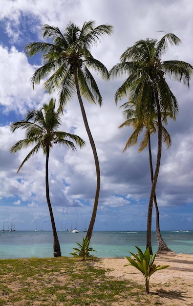 La plage des Caraïbes Martinique