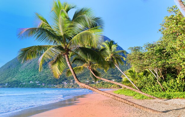 La plage des Caraïbes Martinique