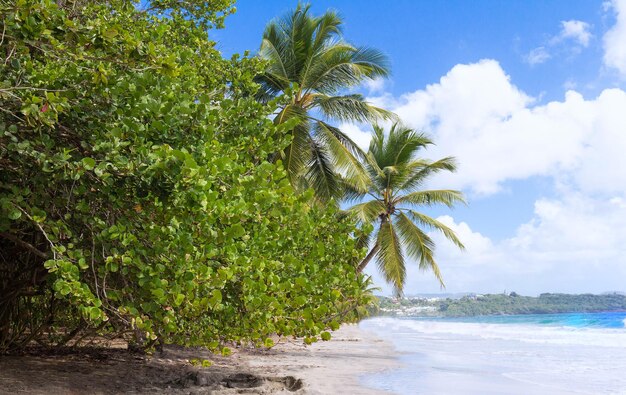 La plage des Caraïbes Martinique