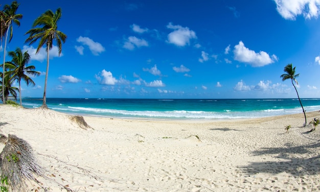 Plage des Caraïbes et palmier. Paradis. Concept de vacances et de tourisme.