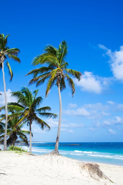 plage des Caraïbes