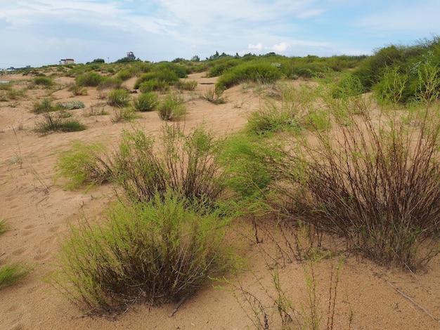 Plage ensoleillée avec des dunes de sable et des endroits sablonneux ciel bleu bosquets de buissons et de dunes des steppes de la bl