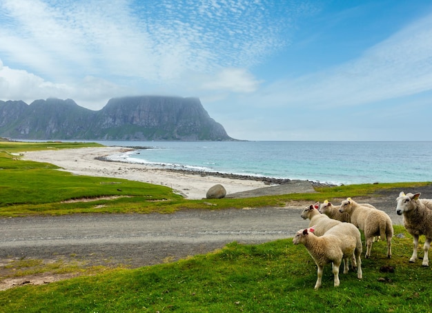 Plage d'été Haukland et troupeau de moutons Norvège Lofoten