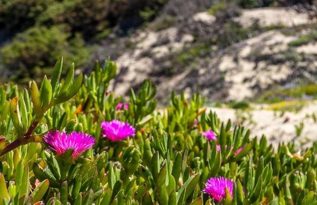 Plage fleurie au printemps avec figues des Hottentots