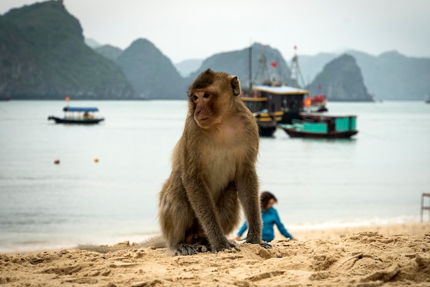 Plage de l'île aux singes à la baie de Lan Ha Visite de la baie d'Halong à Cat Ba Vietnam