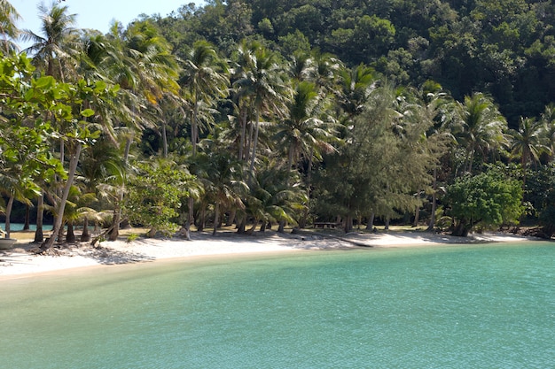 Plage de l'île tropicale avec cocotiers