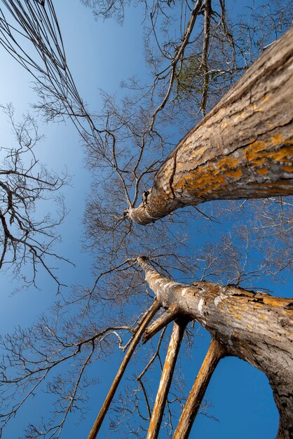 Plage de Jericoacoara Ceara Brésil Mangrove avec arbres secs dans le ciel bleu