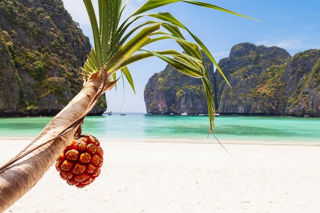 Photo plage de maya bay sans personnes avec vue sur le palmier fruit pandan tectorius