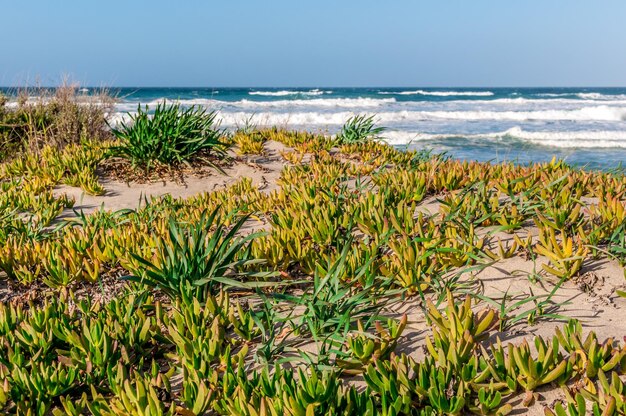 Plage avec une mer agitée par une journée ensoleillée