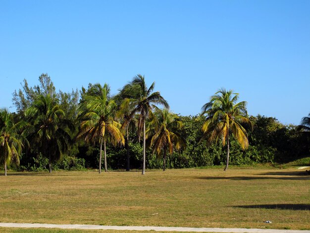 La plage de la mer des Caraïbes à La Havane, Cuba