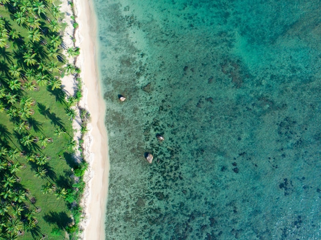 Plage avec mer et palmiers