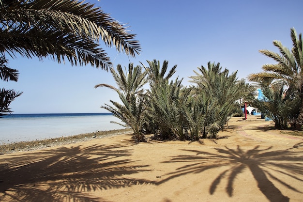 La plage de la mer Rouge, l'Arabie saoudite