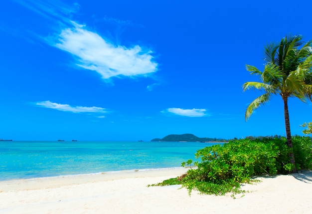 Plage et mer tropicale avec palmier