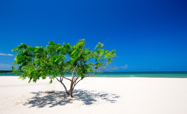 Plage et mer tropicale