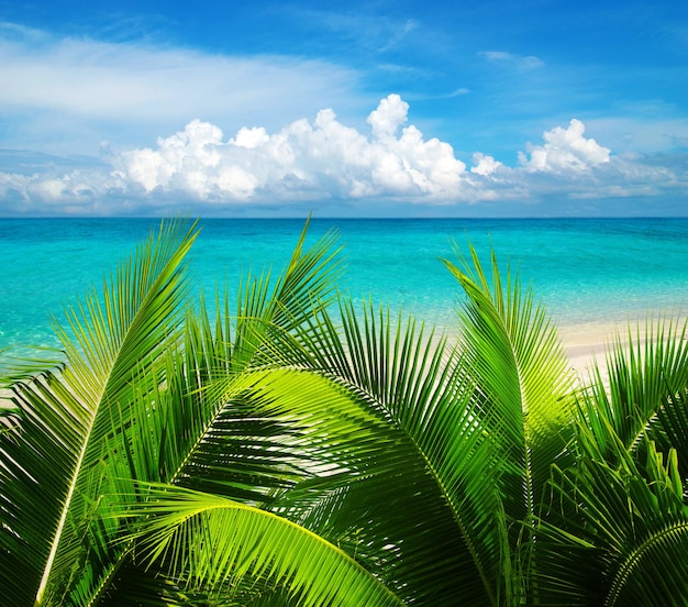 La plage et la mer tropicale