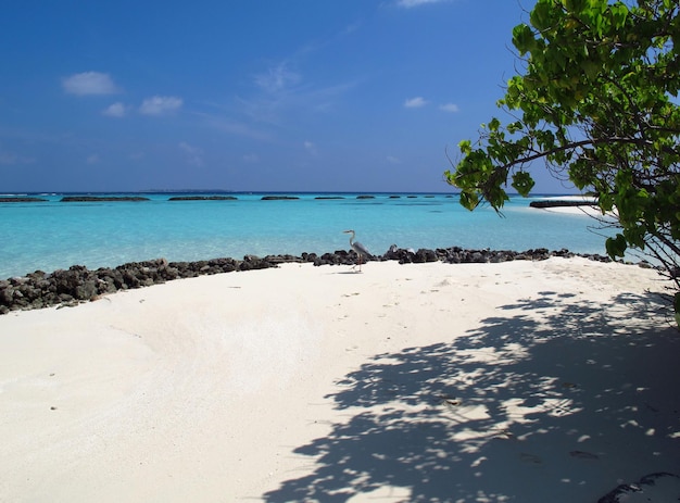 La plage sur l'océan Indien Maldives North Ari atoll