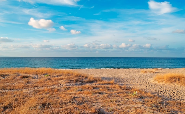 Plage orange avec des plantes au coucher du soleil