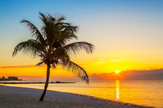 Plage avec palmier au coucher du soleil, Key West, USA