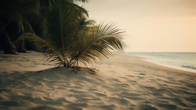 Plage avec palmier