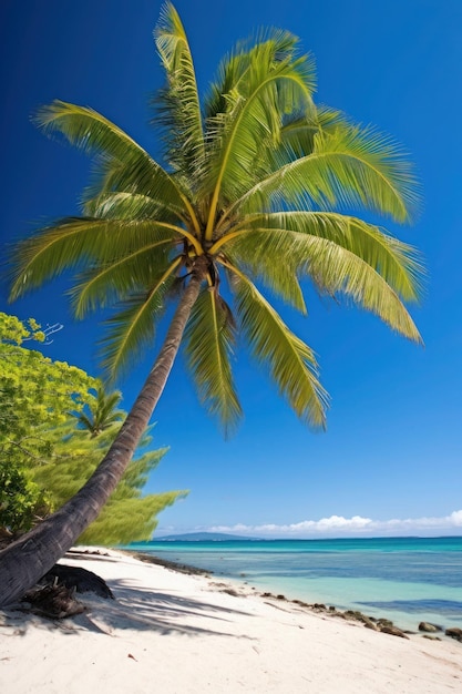 Une plage avec des palmiers en arrière-plan