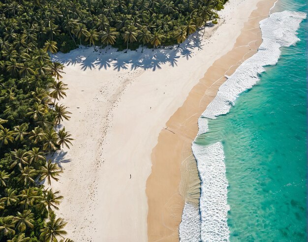 une plage avec des palmiers et l'océan