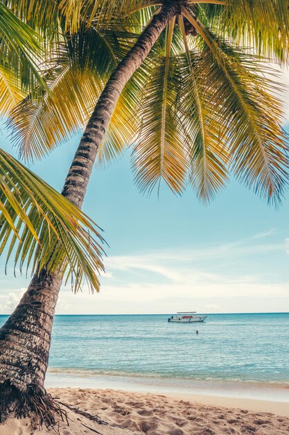 Photo une plage paradisiaque dans les caraïbes