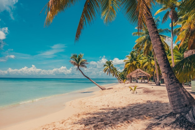 Une plage paradisiaque dans les Caraïbes