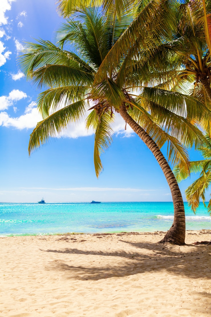 Photo plage paradisiaque ensoleillée avec sable blanc et palmiers