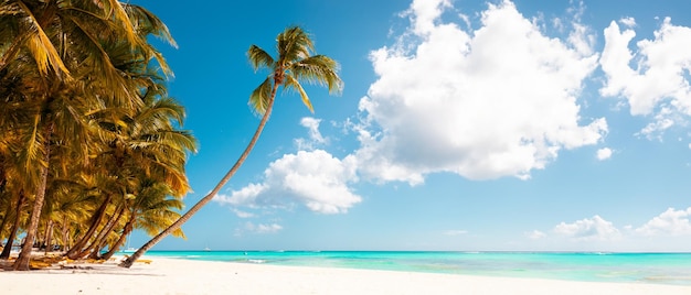 Photo une plage paradisiaque tropicale des caraïbes avec du sable blanc et des palmiers