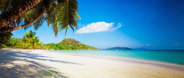 Photo une plage paradisiaque tropicale des caraïbes avec du sable blanc et des palmiers