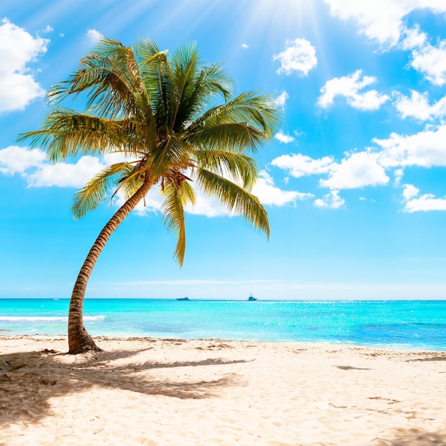 plage paradisiaque tropicale ensoleillée des Caraïbes avec du sable blanc et des palmiers