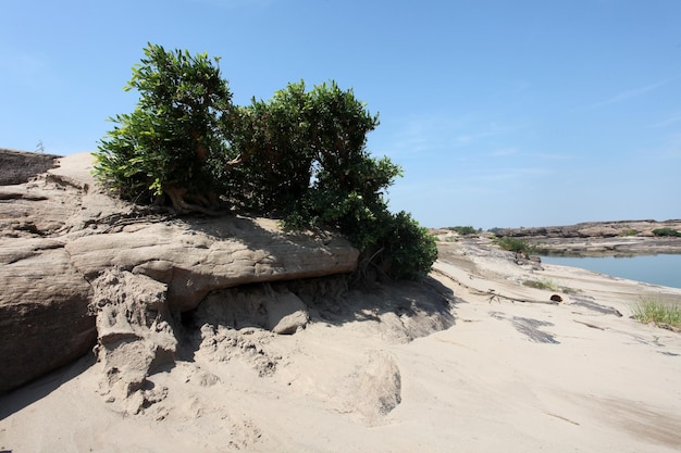 Une plage avec un petit arbre qui pousse dessus