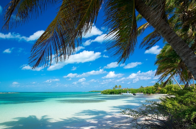 Plage et plage tropicale tropicale mer