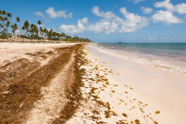 Plage Pleine D'algues Sargasses Algues Sargasses Problème écologique Des Caraïbes