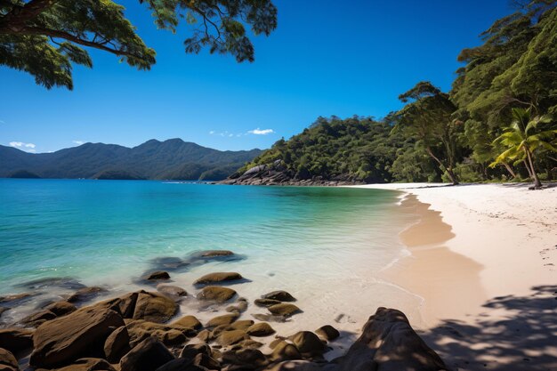 une plage avec quelques rochers et un arbre