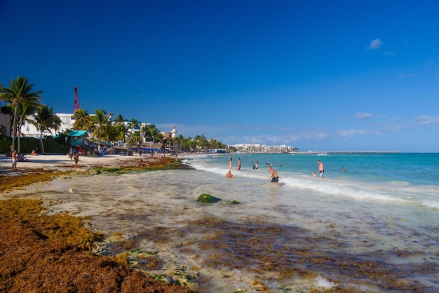 Plage de sable avec des algues lors d'une journée ensoleillée avec des hôtels à Playa del Carmen Mexique