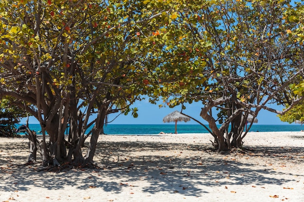 Plage de sable blanc à Cuba