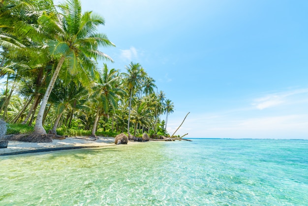 Plage de sable blanc avec des palmiers de noix de coco turquoise bleu eau tropicale