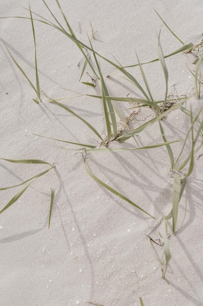 Une plage de sable blanc avec des tiges d'herbe beige sèche