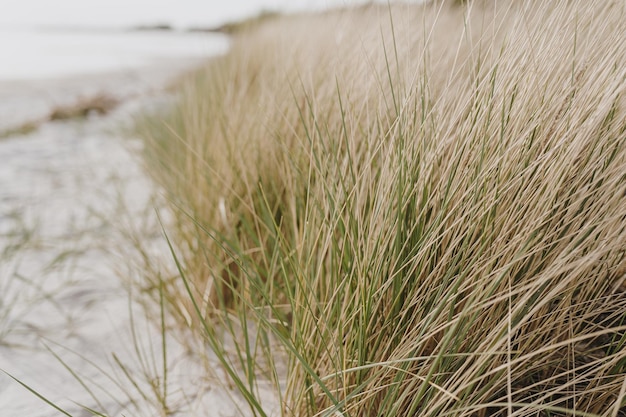 Plage de sable blanc avec tiges d'herbe beige sèches