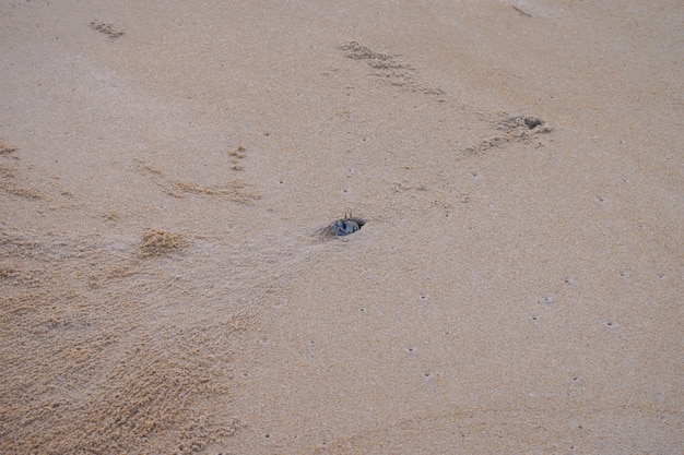 Plage de sable de crabe