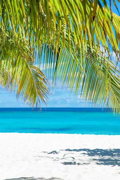 Photo plage de sable des îles maldives et vue sur le feuillage des palmiers verts
