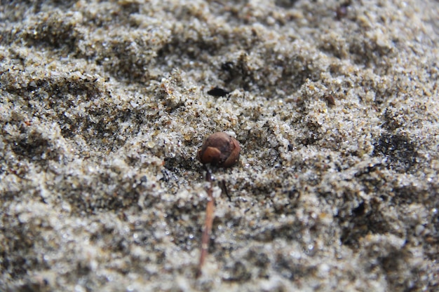 Photo plage de sable