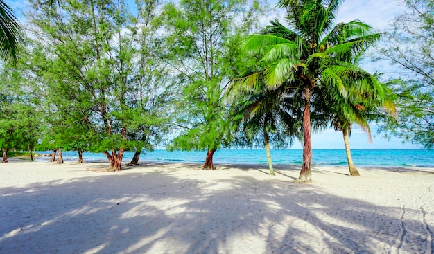 La plage de Sihanoukville, les palmiers et la mer bleue