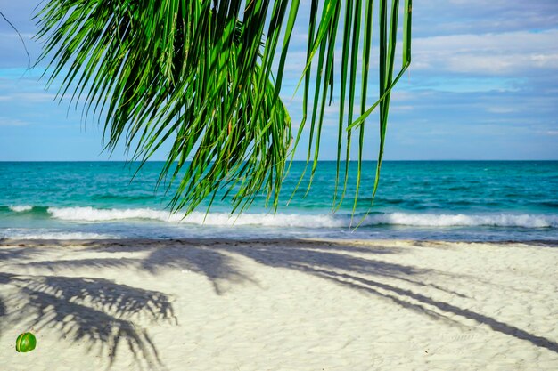 Photo la plage de sihanoukville, les palmiers et la mer bleue