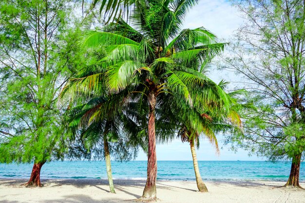 La plage de Sihanoukville, les palmiers et la mer bleue