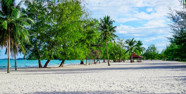 La plage de Sihanoukville, les palmiers et la mer bleue