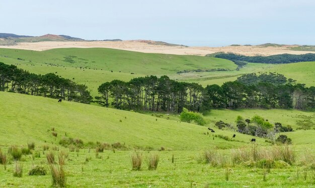 La plage de Te Werahi