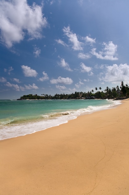 Plage tropicale avec arbres