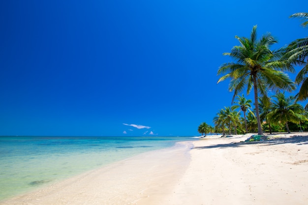 Plage tropicale au Sri Lanka. Vacances d'été et concept de vacances pour le tourisme.